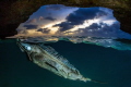   Overunder shot. green Iguana takes breath after underwater incursion semisubmerged cave island Bonaire Dutch Caribbean. Iguanas are everywhere they part every houses garden and...pools... shot semi-submerged semi submerged Caribbean andpools pools  